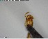 ( - YB-BCI155895)  @12 [ ] CreativeCommons - Attribution (2017) Yves Basset Smithsonian Tropical Research Institute