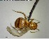  ( - YB-BCI146083)  @13 [ ] CreativeCommons - Attribution (2017) Yves Basset Smithsonian Tropical Research Institute