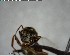  ( - YB-BCI144021)  @12 [ ] CreativeCommons - Attribution (2017) Yves Basset Smithsonian Tropical Research Institute