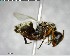  ( - YB-BCI144021)  @12 [ ] CreativeCommons - Attribution (2017) Yves Basset Smithsonian Tropical Research Institute