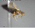  ( - YB-BCI146125)  @12 [ ] CreativeCommons - Attribution (2017) Yves Basset Smithsonian Tropical Research Institute