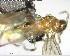  ( - YB-BCI147672)  @12 [ ] CreativeCommons - Attribution (2017) Yves Basset Smithsonian Tropical Research Institute