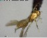  ( - YB-BCI148227)  @12 [ ] CreativeCommons - Attribution (2017) Yves Basset Smithsonian Tropical Research Institute
