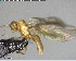  ( - YB-BCI148227)  @12 [ ] CreativeCommons - Attribution (2017) Yves Basset Smithsonian Tropical Research Institute