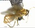  ( - YB-BCI153759)  @12 [ ] CreativeCommons - Attribution (2017) Yves Basset Smithsonian Tropical Research Institute