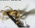  ( - YB-BCI153759)  @12 [ ] CreativeCommons - Attribution (2017) Yves Basset Smithsonian Tropical Research Institute