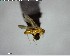  (Acropyga AAP2657 - YB-BCI146977)  @13 [ ] CreativeCommons - Attribution (2017) Yves Basset Smithsonian Tropical Research Institute