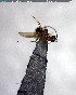  ( - YB-BCI155758)  @12 [ ] CreativeCommons - Attribution (2017) Yves Basset Smithsonian Tropical Research Institute