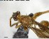  ( - YB-BCI140886)  @12 [ ] CreativeCommons - Attribution (2017) Yves Basset Smithsonian Tropical Research Institute