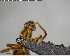  ( - YB-BCI140886)  @12 [ ] CreativeCommons - Attribution (2017) Yves Basset Smithsonian Tropical Research Institute