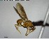  ( - YB-BCI140886)  @12 [ ] CreativeCommons - Attribution (2017) Yves Basset Smithsonian Tropical Research Institute