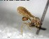  ( - YB-BCI150636)  @12 [ ] CreativeCommons - Attribution (2017) Yves Basset Smithsonian Tropical Research Institute
