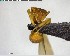  ( - YB-BCI124227)  @11 [ ] CreativeCommons - Attribution (2017) Yves Basset Smithsonian Tropical Research Institute