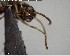  ( - YB-BCI156398)  @12 [ ] CreativeCommons - Attribution (2017) Yves Basset Smithsonian Tropical Research Institute