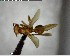  ( - YB-BCI141478)  @12 [ ] CreativeCommons - Attribution (2017) Yves Basset Smithsonian Tropical Research Institute