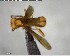  ( - YB-BCI145936)  @12 [ ] CreativeCommons - Attribution (2017) Yves Basset Smithsonian Tropical Research Institute