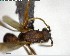 ( - YB-BCI141269)  @11 [ ] CreativeCommons - Attribution (2017) Yves Basset Smithsonian Tropical Research Institute