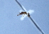  ( - YB-BCI10733)  @12 [ ] No Rights Reserved  Unspecified Unspecified
