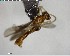  ( - YB-BCI125069)  @12 [ ] CreativeCommons - Attribution (2017) Yves Basset Smithsonian Tropical Research Institute