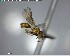  ( - YB-BCI125069)  @12 [ ] CreativeCommons - Attribution (2017) Yves Basset Smithsonian Tropical Research Institute