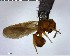  ( - YB-BCI148483)  @13 [ ] CreativeCommons - Attribution (2017) Yves Basset Smithsonian Tropical Research Institute