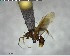  (Paratrachymyrmex cornetzi - YB-BCI155548)  @13 [ ] CreativeCommons - Attribution (2017) Yves Basset Smithsonian Tropical Research Institute