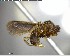  ( - YB-BCI146427)  @12 [ ] CreativeCommons - Attribution (2017) Yves Basset Smithsonian Tropical Research Institute
