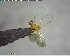  ( - YB-BCI125052)  @12 [ ] CreativeCommons - Attribution (2017) Yves Basset Smithsonian Tropical Research Institute