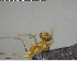  ( - YB-BCI125052)  @12 [ ] CreativeCommons - Attribution (2017) Yves Basset Smithsonian Tropical Research Institute