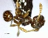  (Pheidole scalaris - YB-BCI116814)  @11 [ ] No Rights Reserved  Unspecified Unspecified