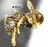  (Pheidole AAZ7297 - YB-BCI157899)  @13 [ ] No Rights Reserved  Unspecified Unspecified