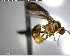  (Carebara reina - YB-BCI152691)  @13 [ ] CreativeCommons - Attribution (2017) Yves Basset Smithsonian Tropical Research Institute