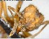  ( - YB-BCI56641)  @12 [ ] CreativeCommons - Attribution (2017) Yves Basset Smithsonian Tropical Research Institute