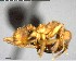  ( - YB-BCI56641)  @12 [ ] CreativeCommons - Attribution (2017) Yves Basset Smithsonian Tropical Research Institute