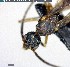  ( - YB-BCI143437)  @11 [ ] CreativeCommons - Attribution (2017) Yves Basset Smithsonian Tropical Research Institute