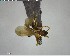  ( - YB-BCI147359)  @12 [ ] CreativeCommons - Attribution (2017) Yves Basset Smithsonian Tropical Research Institute