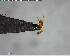  ( - YB-BCI116429)  @12 [ ] CreativeCommons - Attribution (2017) Yves Basset Smithsonian Tropical Research Institute