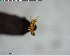  ( - YB-BCI116429)  @12 [ ] CreativeCommons - Attribution (2017) Yves Basset Smithsonian Tropical Research Institute