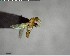  ( - YB-BCI125060)  @12 [ ] CreativeCommons - Attribution (2017) Yves Basset Smithsonian Tropical Research Institute