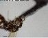  ( - YB-BCI140006)  @12 [ ] CreativeCommons - Attribution (2017) Yves Basset Smithsonian Tropical Research Institute