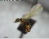  ( - YB-BCI140006)  @12 [ ] CreativeCommons - Attribution (2017) Yves Basset Smithsonian Tropical Research Institute