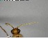  ( - YB-BCI155745)  @12 [ ] CreativeCommons - Attribution (2017) Yves Basset Smithsonian Tropical Research Institute