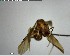  ( - YB-BCI148325)  @12 [ ] CreativeCommons - Attribution (2017) Yves Basset Smithsonian Tropical Research Institute