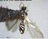  ( - YB-BCI129211)  @12 [ ] CreativeCommons - Attribution (2017) Yves Basset Smithsonian Tropical Research Institute