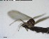  ( - YB-BCI129211)  @12 [ ] CreativeCommons - Attribution (2017) Yves Basset Smithsonian Tropical Research Institute