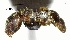 (Pheidole mendicula - YB-BCI157671)  @13 [ ] No Rights Reserved  Unspecified Unspecified