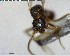  ( - YB-BCI144289)  @12 [ ] CreativeCommons - Attribution (2017) Yves Basset Smithsonian Tropical Research Institute