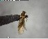  ( - YB-BCI142361)  @11 [ ] CreativeCommons - Attribution (2017) Yves Basset Smithsonian Tropical Research Institute