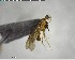  ( - YB-BCI142361)  @11 [ ] CreativeCommons - Attribution (2017) Yves Basset Smithsonian Tropical Research Institute