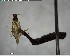  ( - YB-BCI142444)  @11 [ ] CreativeCommons - Attribution (2017) Yves Basset Smithsonian Tropical Research Institute